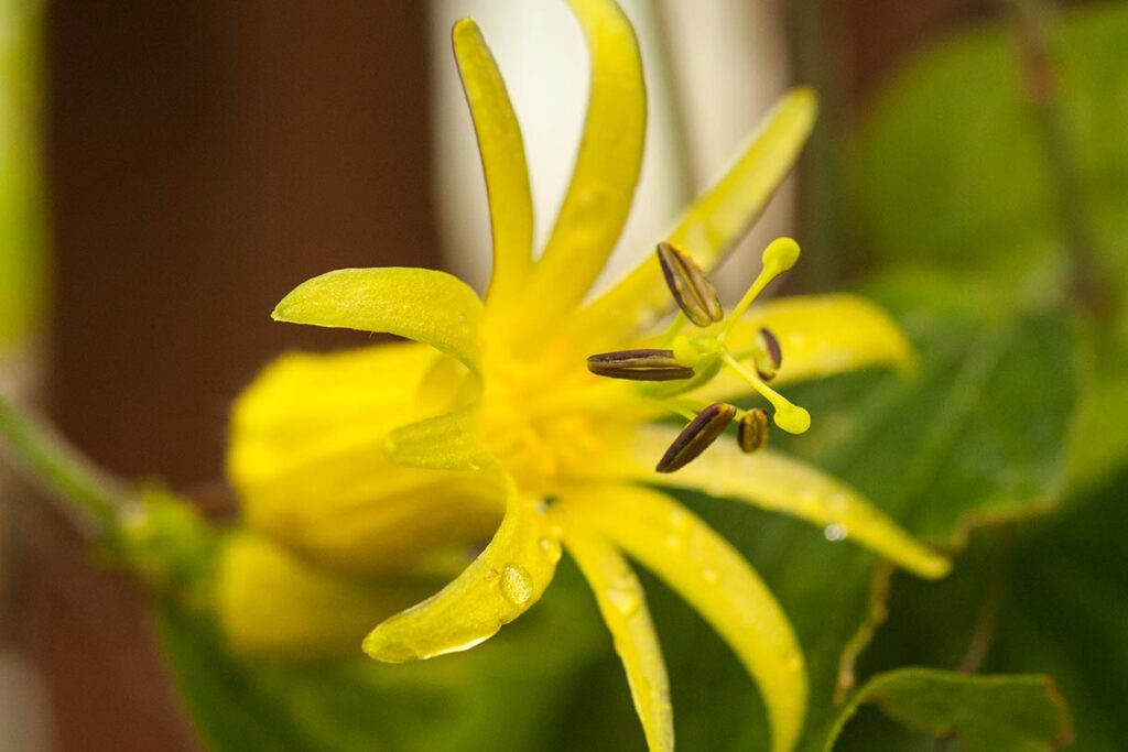 Une image horizontale en gros plan de Passiflora citrina représentée sur un fond flou.