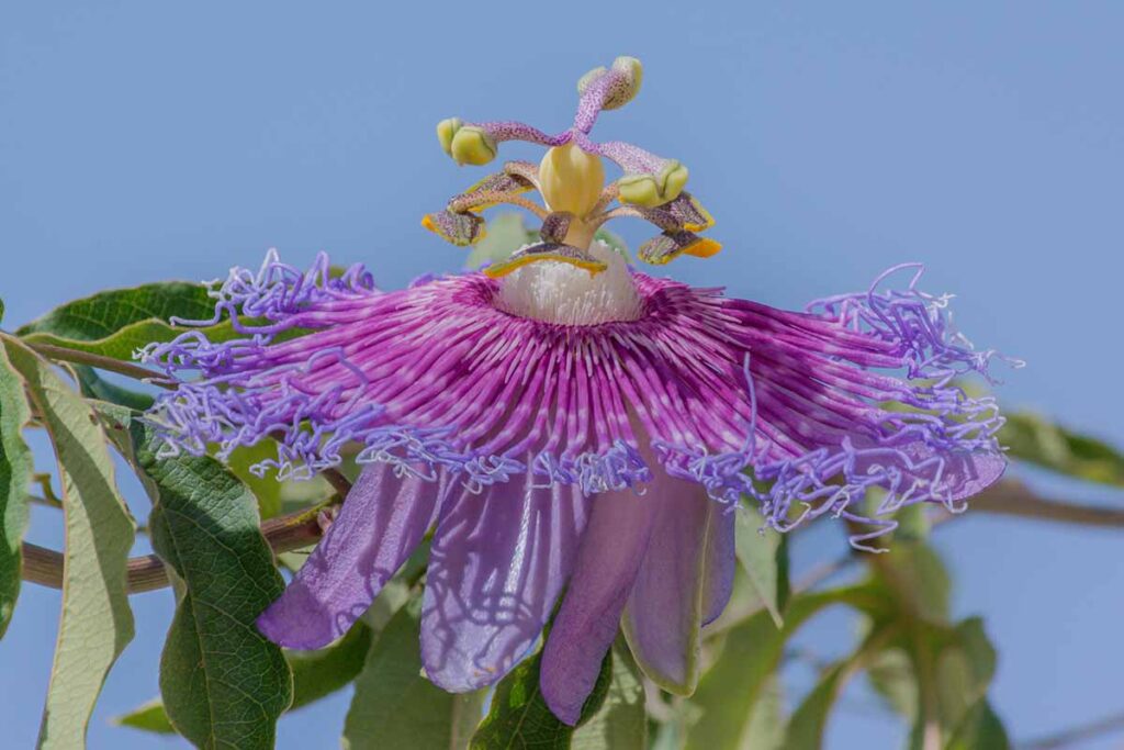 Une image horizontale en gros plan d'une Passiflora cincinnata violette représentée sur un fond bleu.