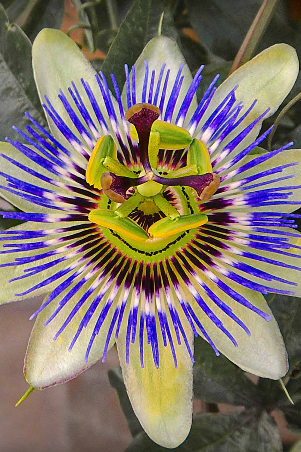 Une image verticale en gros plan d'une fleur de Passiflora 'Damsel's Delight' sur un fond doux.
