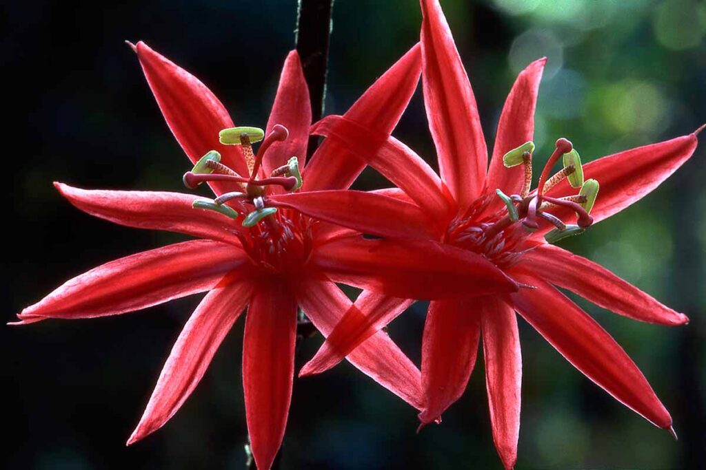 Une image horizontale en gros plan de Passiflora gritensis rouge représentée sur un fond sombre.