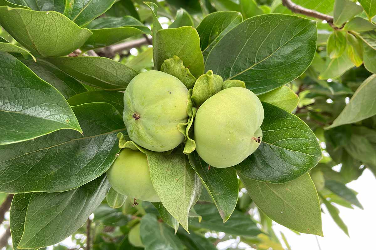 Une image horizontale en gros plan de fruits non mûrs de Diospyros kaki poussant sur l'arbre, représenté sur un fond flou.