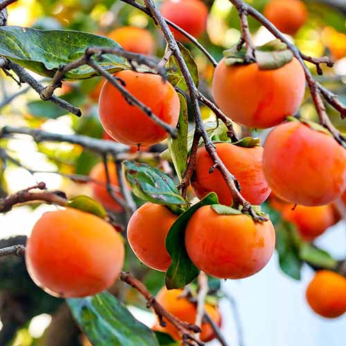 Une image carrée en gros plan de fruits mûrs « Fuyu » sur l'arbre.
