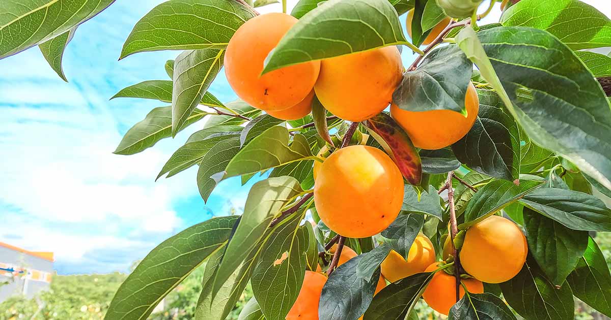 Comment faire pousser des kakis asiatiques (Diospyros kaki)