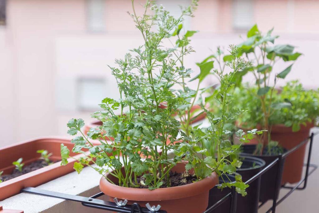 Une image horizontale de jeunes plantes poussant dans des pots dans un potager intérieur.