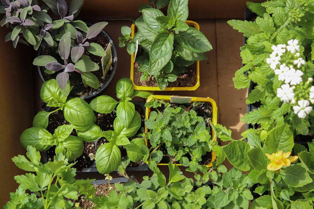 Une image horizontale en gros plan d'une variété d'herbes différentes poussant dans de petits récipients posés sur une surface en bois.