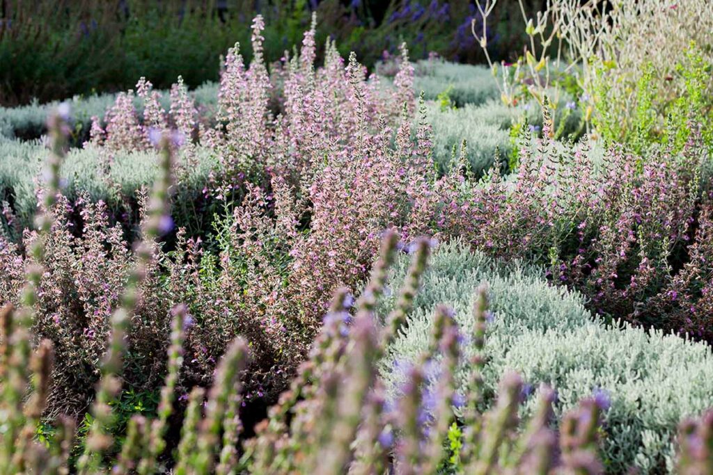 Une image horizontale d’une plantation diversifiée avec une variété d’herbes et de fleurs différentes.
