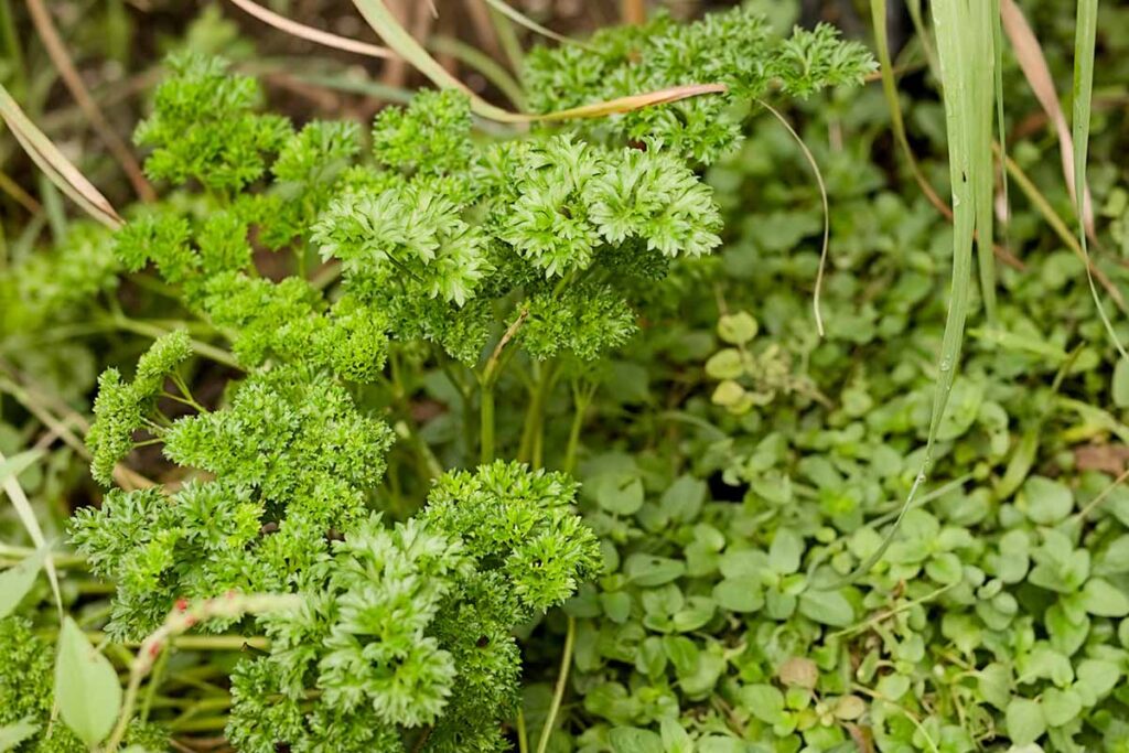 Une image horizontale en gros plan de persil et d'origan poussant dans le jardin.