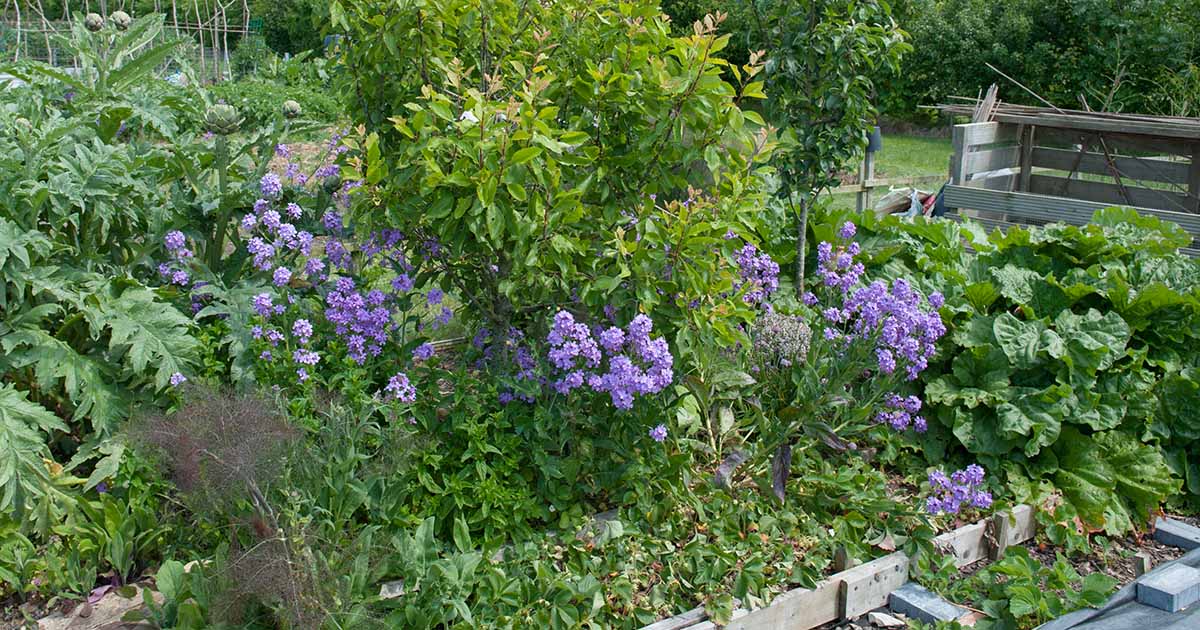 Conseils pour la plantation d’accompagnement dans votre jardin d’herbes aromatiques