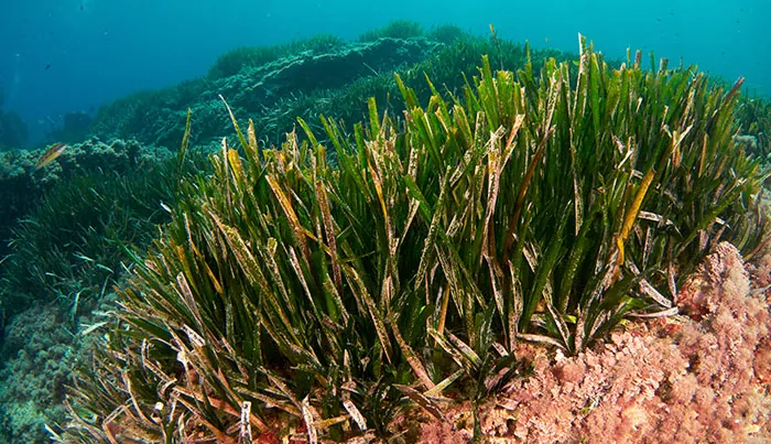Posidonie océanique en mer Méditerranée