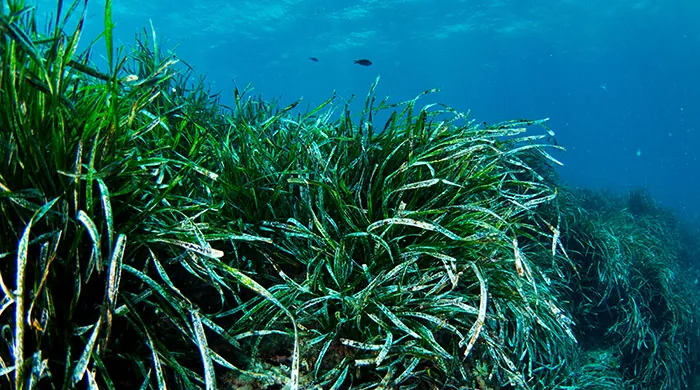 Posidonie océanique en mer Méditerranée