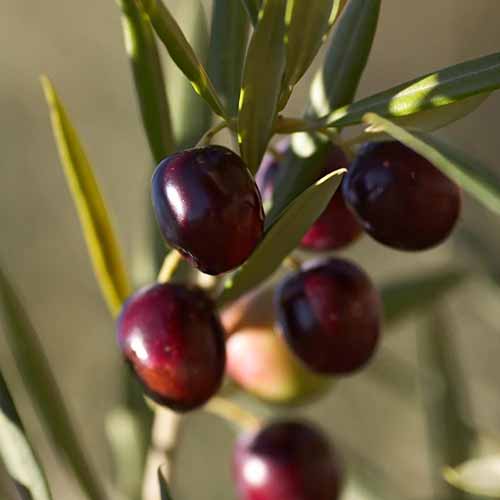 Une image carrée en gros plan des fruits noirs de 'Koroneiki', représentée sur un fond flou.