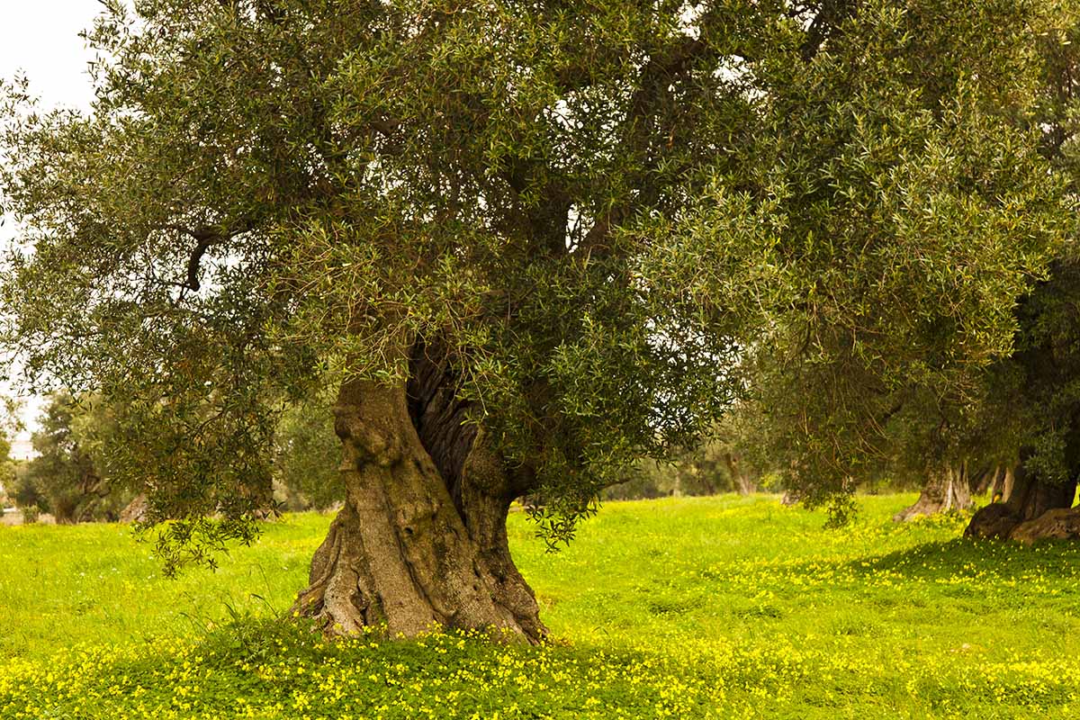 Un vieil olivier au large tronc noueux et aux petites feuilles vertes, poussant dans une pelouse vert vif avec des fleurs jaunes.