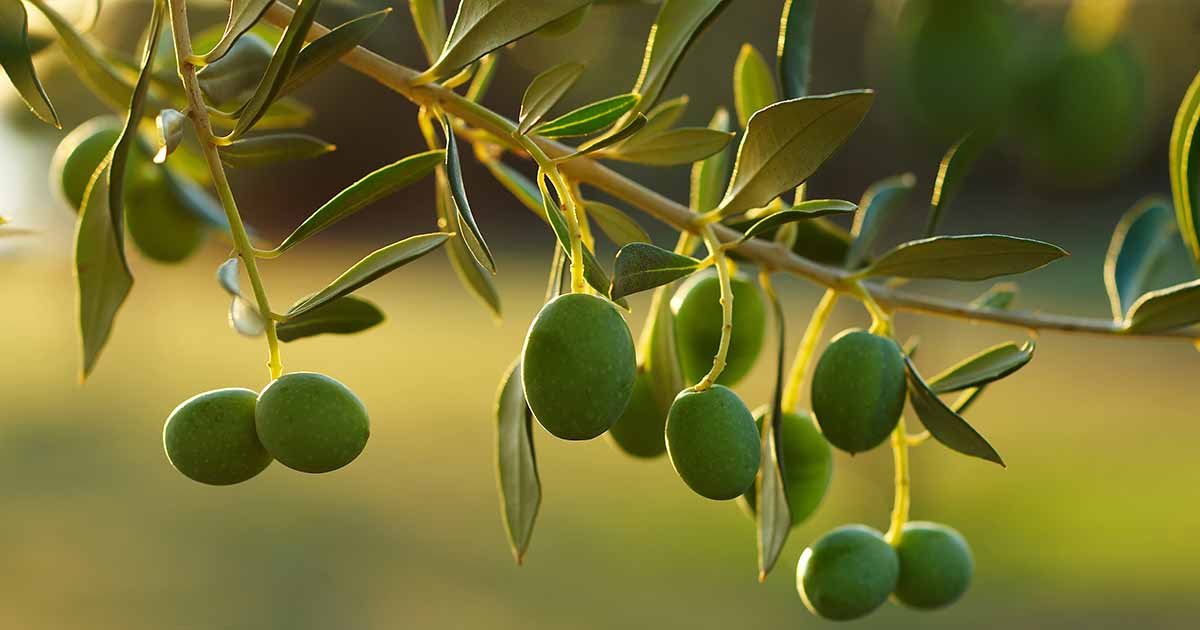 Apprenez à faire pousser des oliviers dans le paysage domestique