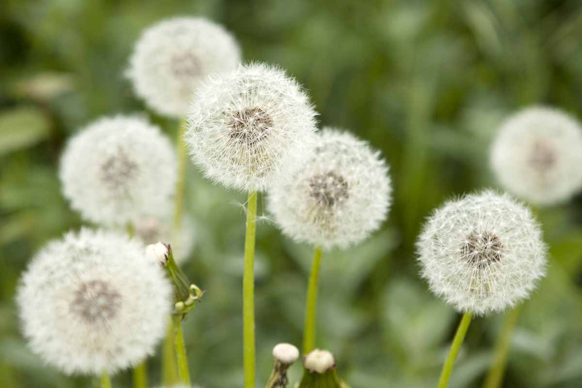 Une image horizontale en gros plan des têtes de graines rondes de Taraxacum officinale, représentées sur un fond flou.