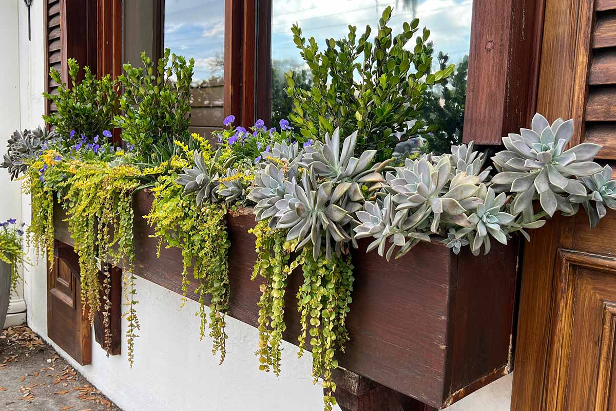Une image horizontale de jardinières en bois plantées de plantes succulentes, de fleurs et d'argentine traînante.
