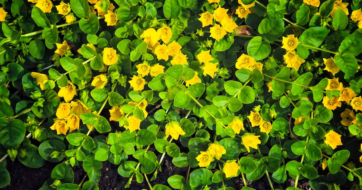 Apprenez à cultiver Jenny rampante (Moneywort)