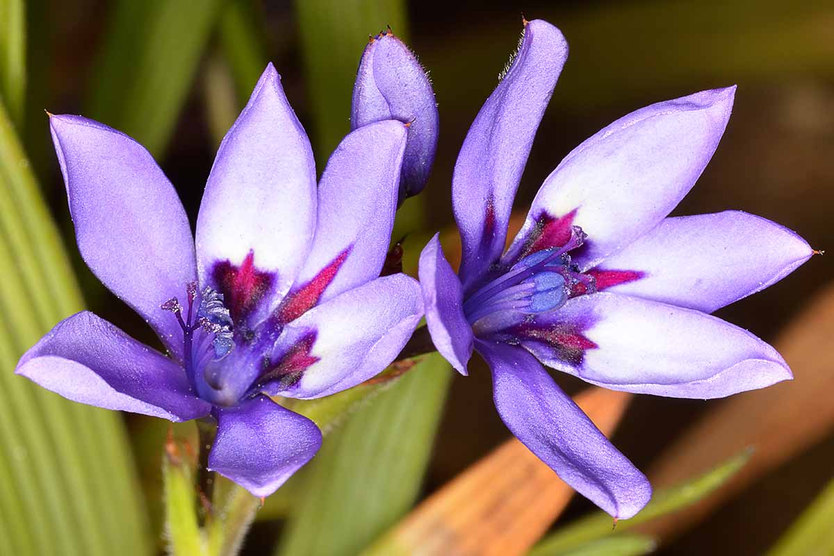 Une image horizontale en gros plan de fleurs de babouin violet clair (Babiana nervosa) représentées sur un fond flou.