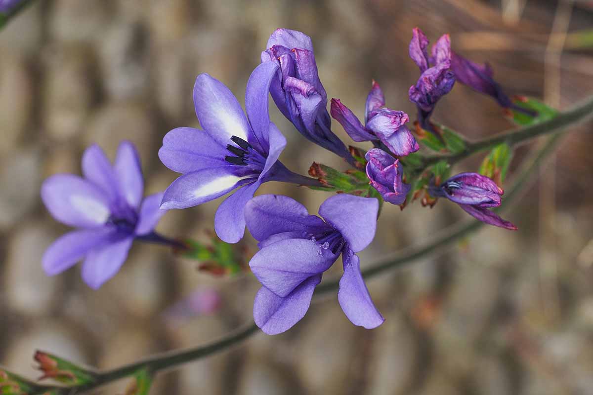 Une image horizontale en gros plan de fleurs de babouin bleu clair et blanches poussant dans le paysage, représentée sur un fond flou.