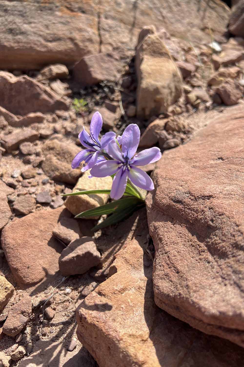 Image verticale en gros plan d'une petite plante Babiana stricta violet clair poussant dans un affleurement rocheux à l'état sauvage.