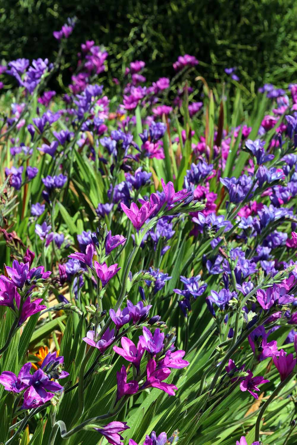 Une image verticale en gros plan de fleurs de Babiana nervosa en rose foncé et violet poussant dans une plantation de masse représentée sous un soleil éclatant.