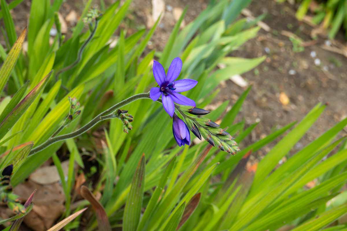 Une image horizontale en gros plan d'un touffe de Babiana nervosa (alias B. stricta) poussant dans le paysage.
