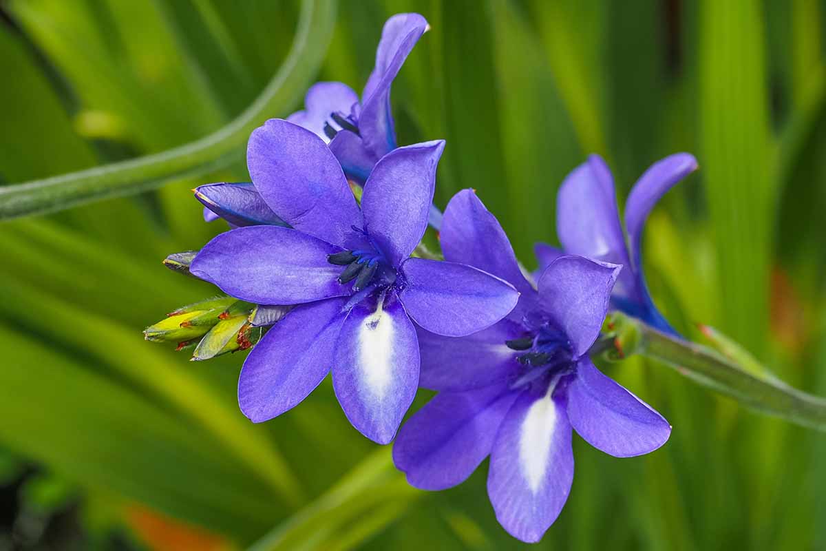 Une image horizontale en gros plan de freesia bleu alias Babiana nervosa poussant dans le jardin.