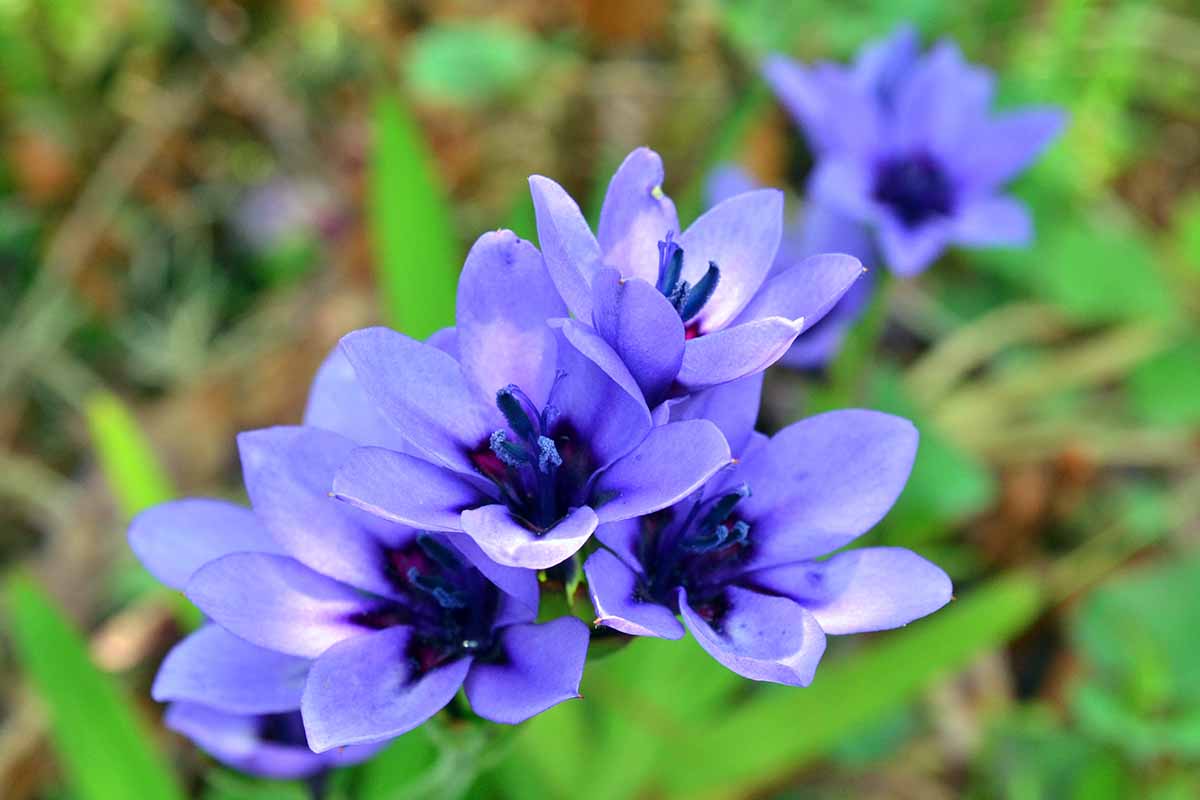 Une image horizontale en gros plan de freesia bleu (Babiana nervosa) représentée sur un fond flou.