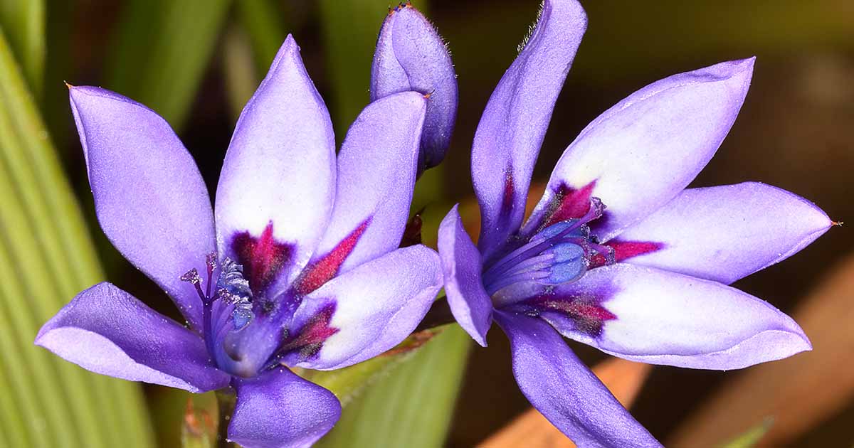 Comment faire pousser et entretenir les fleurs de babouin (Babiana)