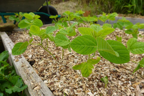 Comment faire pousser de l'edamame (soja) à la maison