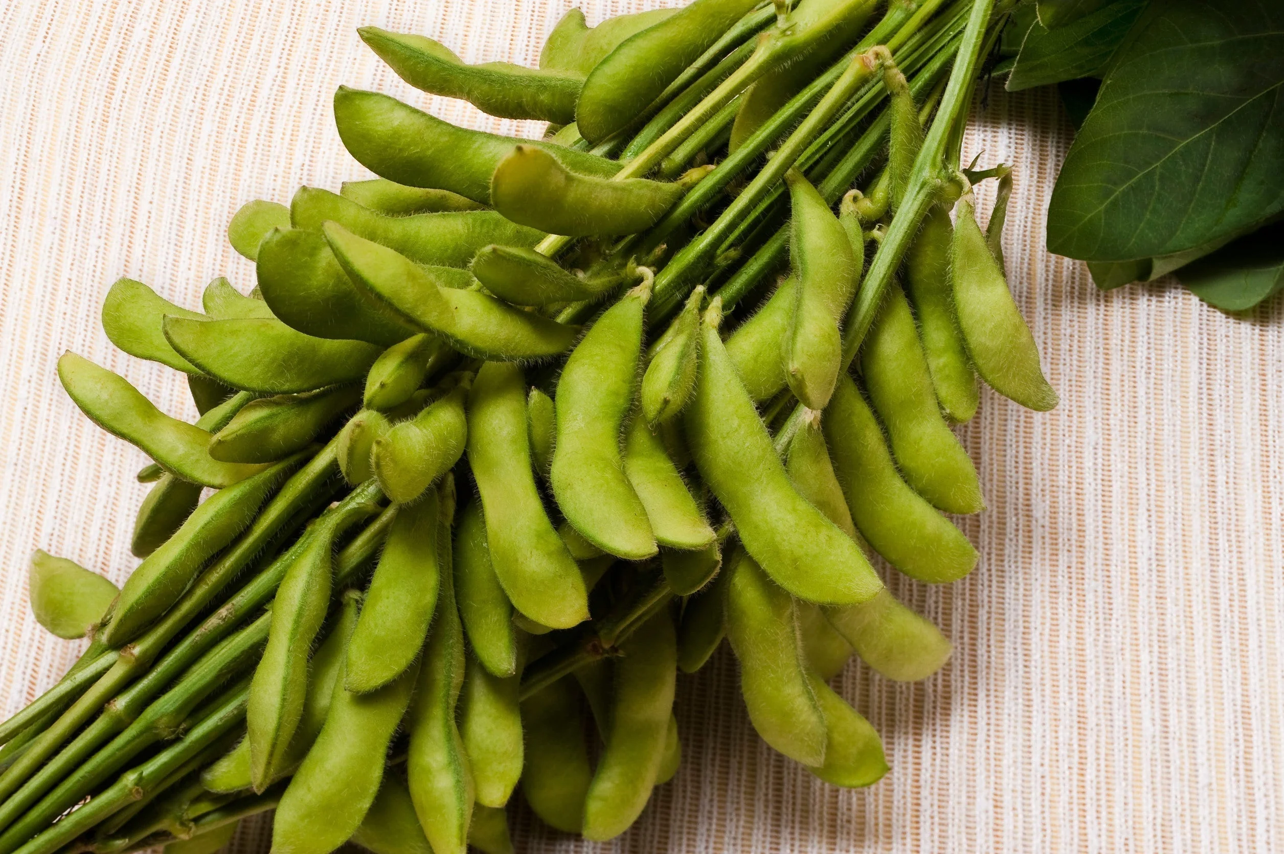 Cultivez l'edamame chez vous en Inde