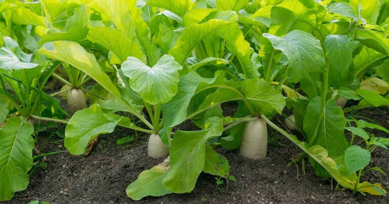 Comment planter et cultiver du radis Daikon