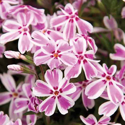 Une image carrée en gros plan de fleurs de phlox rampantes « Candy Stripe », représentées sur un arrière-plan flou.