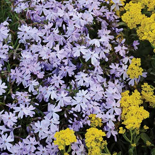 Une image carrée en gros plan des fleurs en forme d'étoile bleu clair du phlox rampant 'Emerald Blue' en pleine floraison.