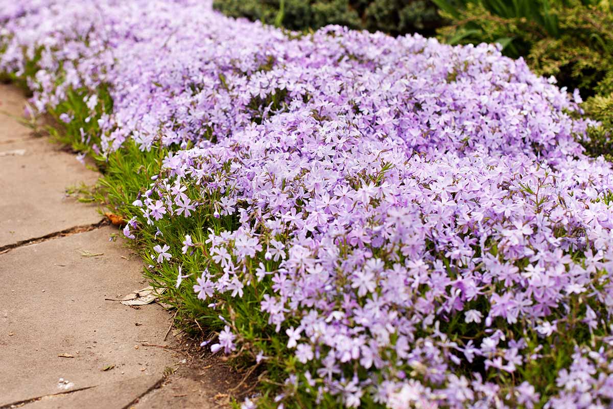 Une image horizontale en gros plan d'un phlox rampant violet clair poussant au bord d'un sentier.