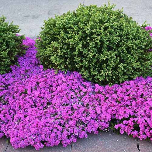 Image carrée d'un arbuste rond à feuilles persistantes en forme de globe poussant dans une bordure de jardin entouré de phlox rampant « Drummond's Pink » en pleine floraison.
