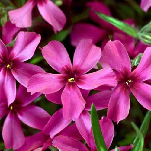 Une image carrée des fleurs rouge magenta du phlox rampant « Scarlet Flame », représentée sur un fond flou.