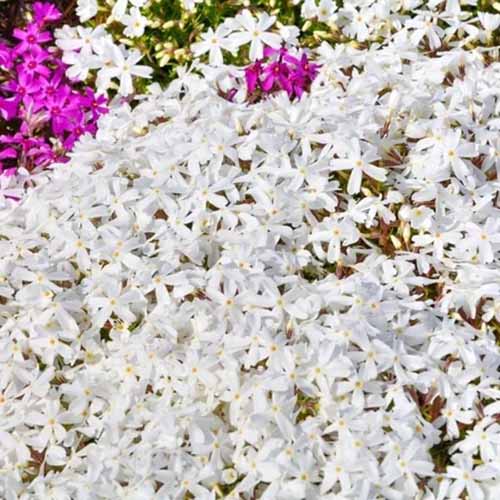 Une image carrée en gros plan de fleurs de phlox rampantes blanches « Snowflake » poussant dans le jardin.