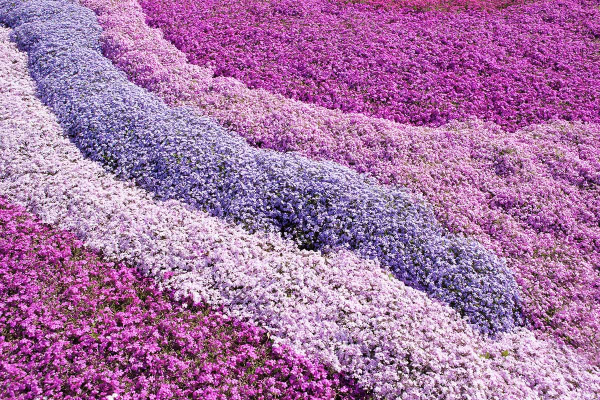 Une image horizontale en gros plan de phlox rampants de différentes couleurs poussant dans une plantation de masse comme couvre-sol.