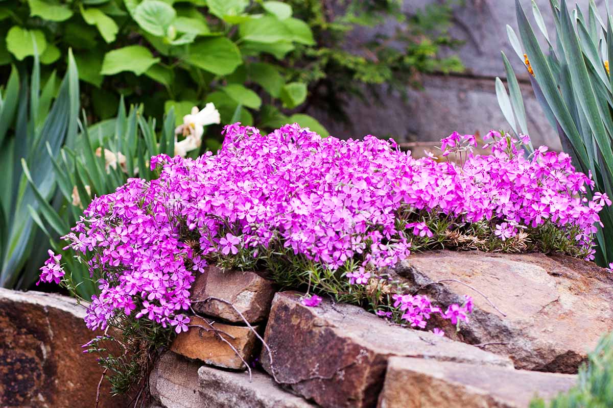 Une image horizontale en gros plan d'un phlox rampant rose vif poussant dans un jardin de rocaille.