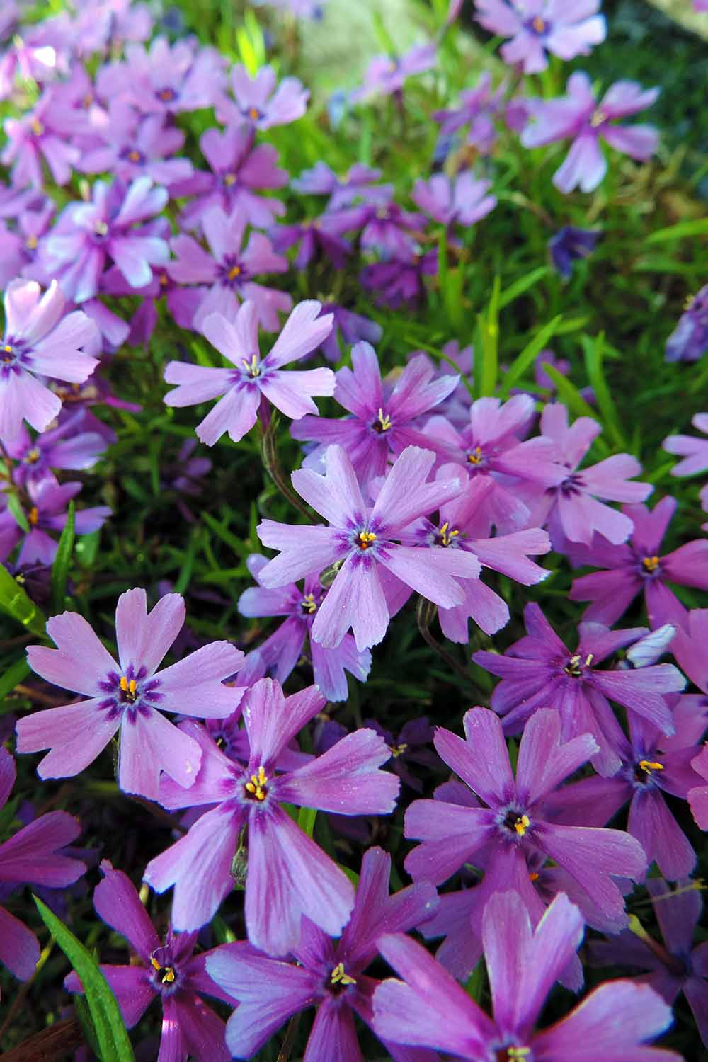 Une image verticale en gros plan de fleurs de phlox rampantes roses poussant dans le jardin.