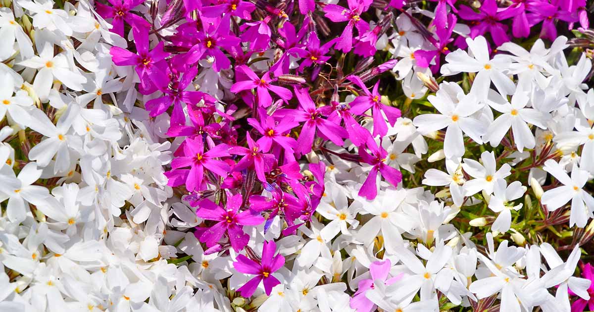 Comment cultiver et entretenir le phlox rampant