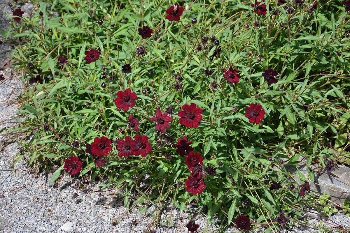 Une image horizontale en gros plan du cosmos chocolaté « Choca Mocha » poussant dans une bordure de jardin se déversant dans un sentier.