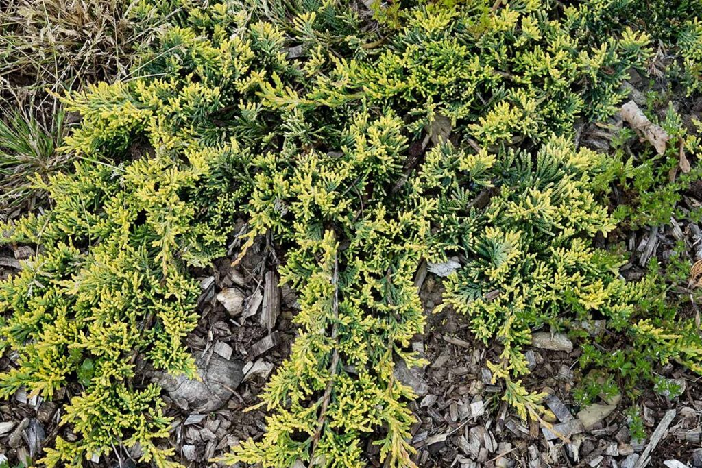 Une image horizontale en gros plan de Juniperus horizontalis 'Mother Lode' poussant dans une bordure de jardin.