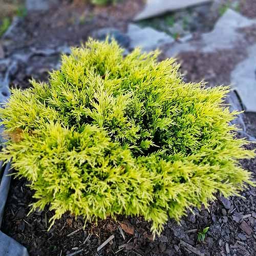 Une image carrée en gros plan du genévrier rampant « Lime Glow » poussant dans une bordure de jardin.