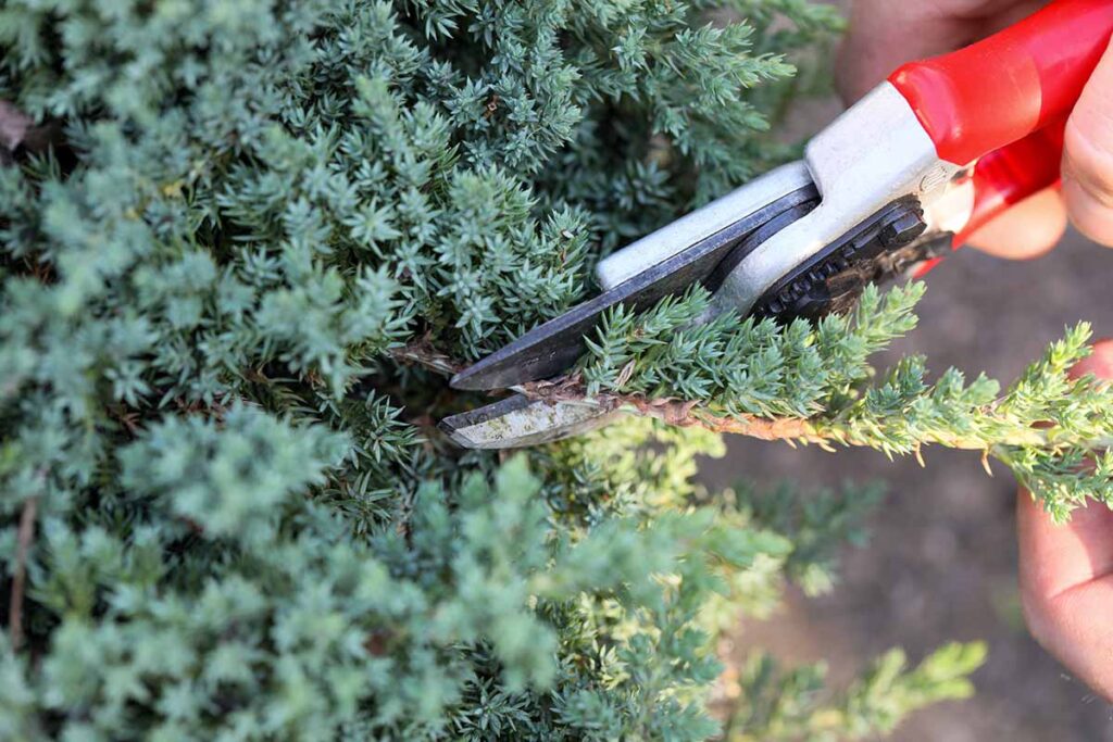 Une image horizontale en gros plan d'un jardinier taillant un arbuste de genévrier rampant.