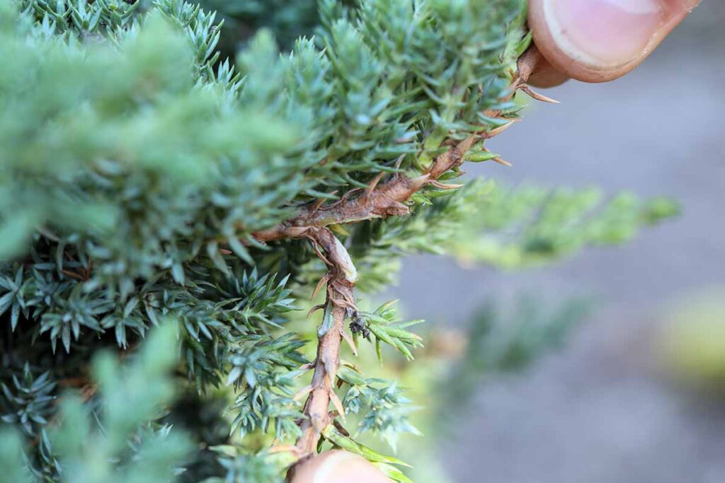 Une image horizontale en gros plan d'un jardinier retirant une tige d'un arbuste de genévrier pour la propagation.