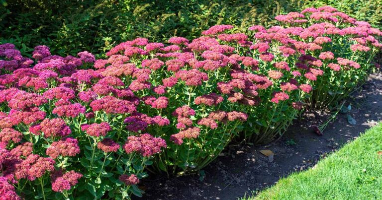 Comment planter et cultiver du Sedum (Orpin)