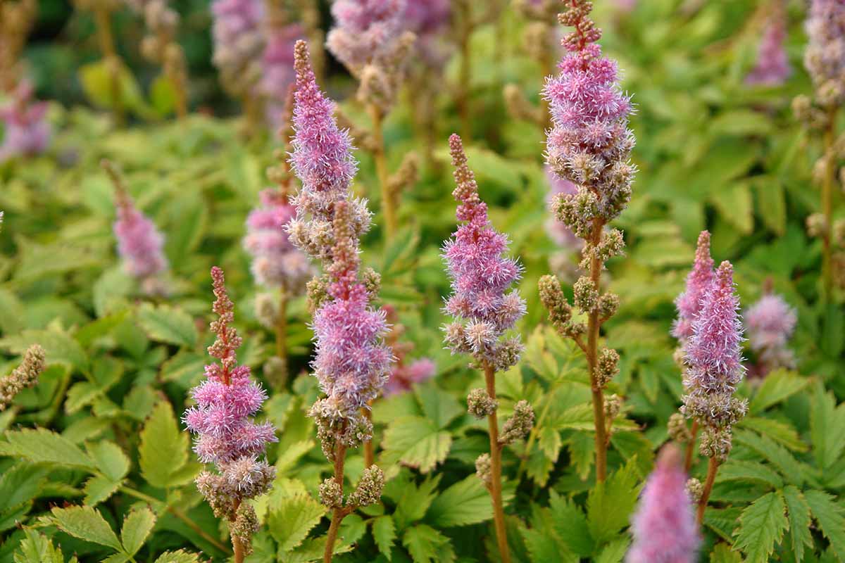 Une image horizontale en gros plan des fleurs rose vif d'A. chinensis var. pumila avec feuillage en flou en arrière-plan.