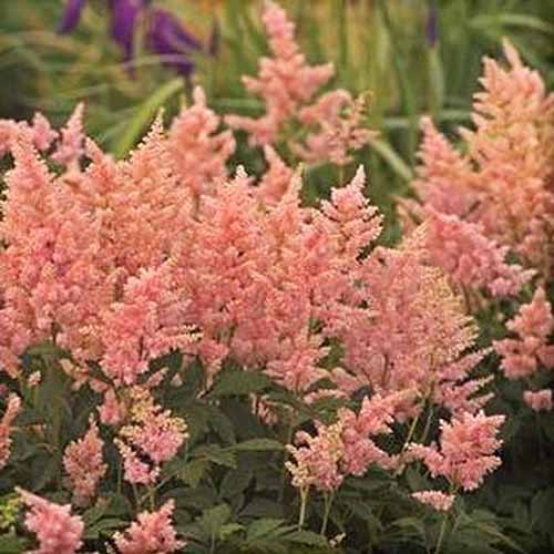 Une image carrée en gros plan de A. x japonica 'Peach Blossom' poussant dans le jardin avec un feuillage doux en arrière-plan.