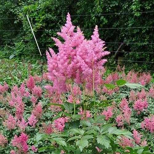 Une image carrée en gros plan des fleurs rose vif de A. x arendsii 'Rheinland' poussant dans le jardin avec une grande haie au foyer doux en arrière-plan.